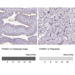 FHAD1 Antibody, Novus Biologicals:Antibodies:Primary Antibodies